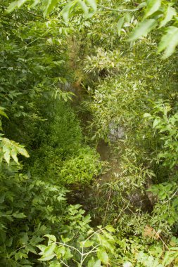 Ormanda yeşil yosun