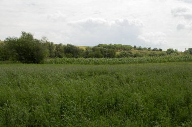 tarla ve mavi gökyüzü