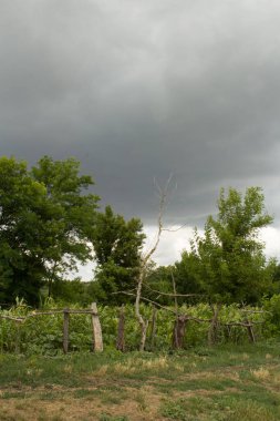 Bulutlu arka planda yeşil yapraklı bir ağacın dikey görüntüsü
