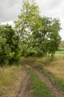 Ormanın güzel manzarası