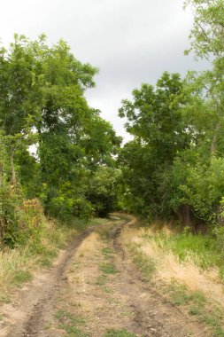 Ormandaki toprak yol