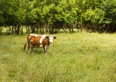İnekler kırsalda bir çayırda otluyor.