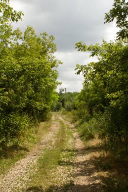 Yeşil ağaçlar olan yol