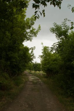 Ormanda terk edilmiş eski bir yol.