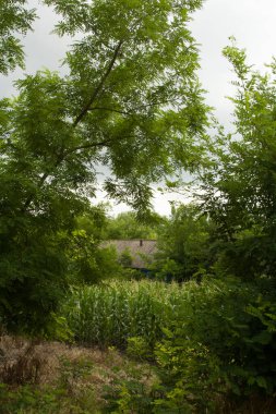 Ormanda yeşil bitkiler ve yapraklar, doğal arka plan..