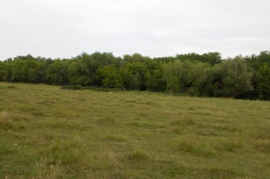 Çimen tarlası olan bir manzara