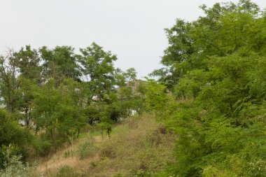 Kırsalda yeşil ağaçlar ve mavi gökyüzü