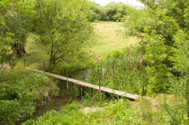 Ormanda yeşil ağaçlarla çevrili eski ahşap bir patikanın güzel bir görüntüsü.