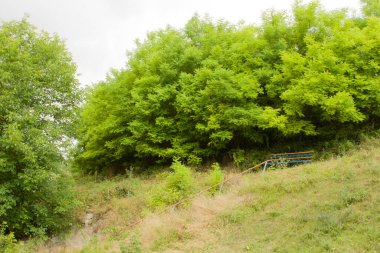 mavi gökyüzü arka plan üzerinde yeşil ağaçlar