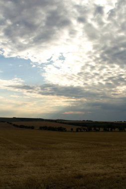 Bulutlu gökyüzünün altındaki ağaçların güzel bir görüntüsü.
