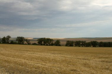 Yaz günü buğdaylı tarla