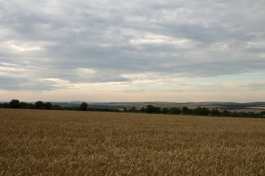 Buğday tarlası, tarım kavramı