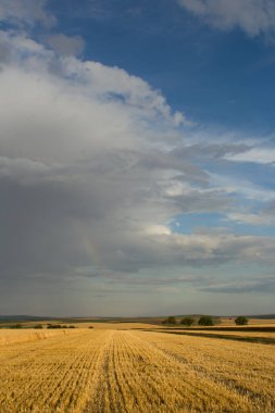 Buğday alan ve mavi gökyüzü ile güzel manzara
