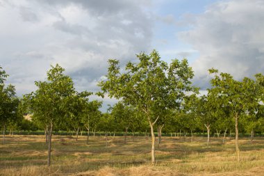 Baharda tarlada ağaçlar ve yapraklar