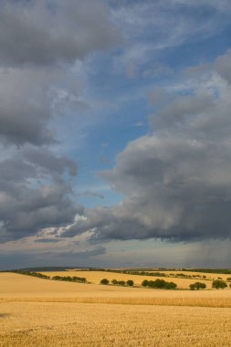 Buğday tarlası ve mavi gökyüzü.