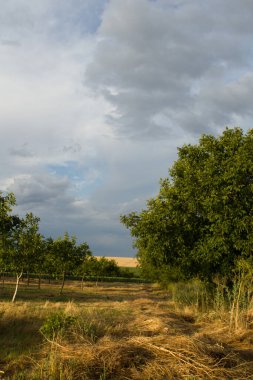 Yazın kırsalda yeşil tarla