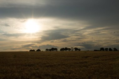 Tarlada güzel bir gün batımı