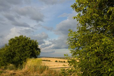 Bir ağaçla, bir ağaç tarlasıyla yaz manzarası