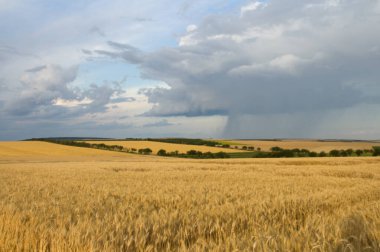 Buğday tarlası ve mavi gökyüzü