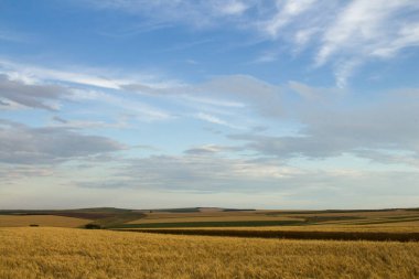 Sabahları buğday tarlası