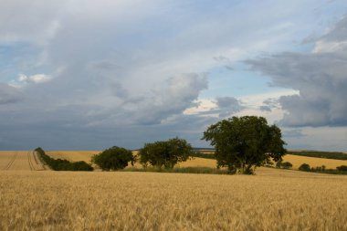 Kırsalda buğdaylı güzel bir tarla.