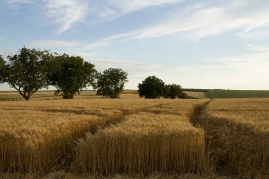 Kırsaldaki altın buğday tarlası.