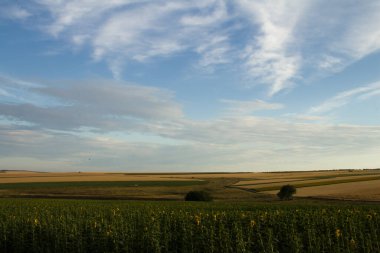 Buğday tarlası ve gün batımı