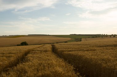 Kırsalda buğday tarlası