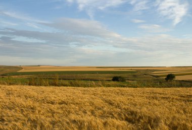 İspanya 'daki altın buğday tarlaları