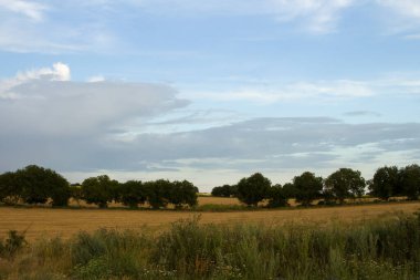 Buğday tarlası olan güzel bir manzara.