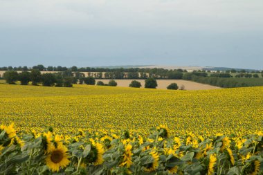 arkaplanda alan ve ayçiçekleri