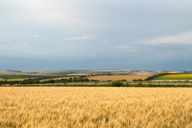 Bulutlu gökyüzü ile güzel buğday tarlaları