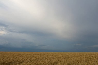 Akşamları kırsalda buğday tarlası
