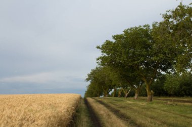 Mavi gökyüzünün altında, arka planda beyaz bulutlar olan bir buğday tarlası ve ağaçlar.