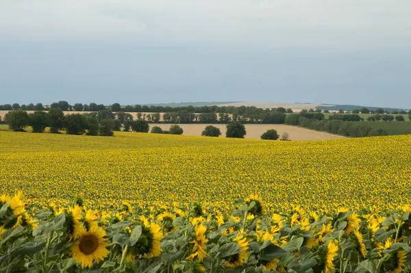 arkaplanda alan ve ayçiçekleri