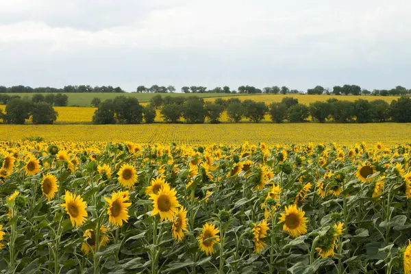 Bulutlu bir günde ayçiçeği tarlası, Ukrayna