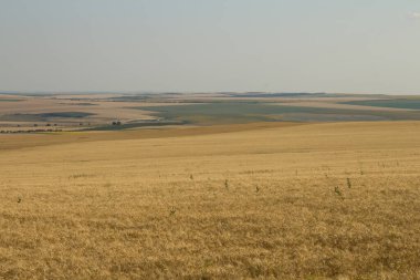 Bir Buğday Tarlası.