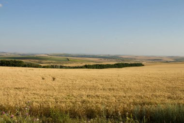 Buğday ve buğday tarlası