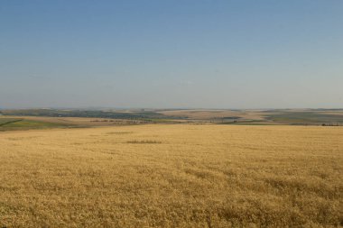 Buğday tarlası ve mavi gökyüzü ile güzel yaz manzarası