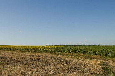 Yazın ayçiçeği tarlası