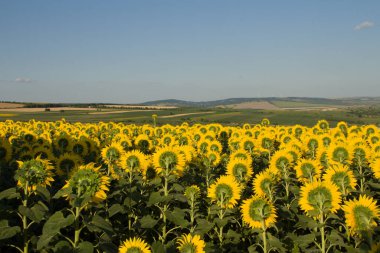 Yazın ayçiçeği tarlası