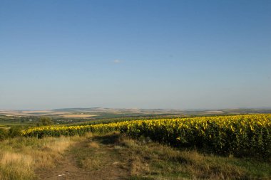 Buğday tarlası olan güzel bir manzara.