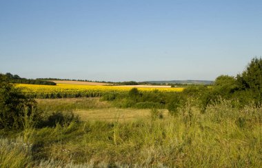 Kırsalda bir çayırı olan güzel bir yaz manzarası