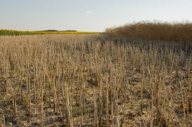 Tarladaki kuru bitkiler.