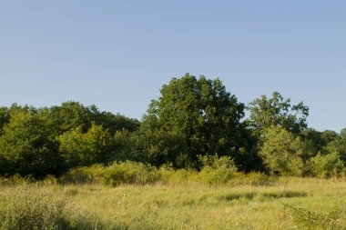 Ağaçlarla kaplı güzel bir manzara.