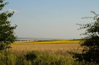 Mavi gökyüzü ve bulutlu yaz tarlası
