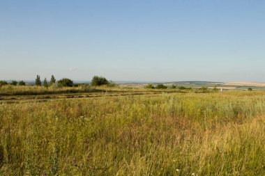 Yaz manzarası, tarla ve bitkiler