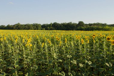 Mavi gökyüzü arka plan ayçiçeği alan.