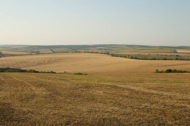 Gün batımında buğday tarlası