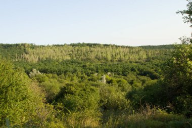Ormanlı bir yaz manzarası ve dağlarda bir nehir güneşli bir gün, güneşli bir günde yeşil ağaçlar